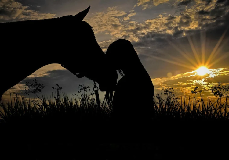 Promotional image for Healing After Suicide Loss equine-assisted group therapy cohort