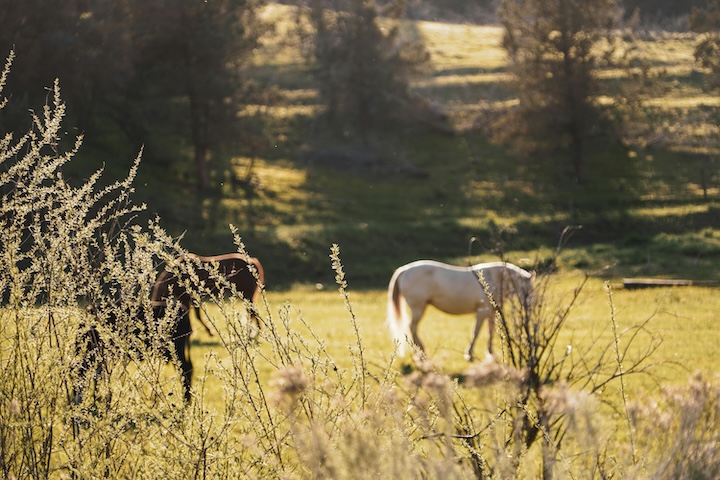Horses in the pasture at Ruby Ranch Mental Health